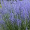 Blue Jean Baby Russian Sage (Perovskia) - 1 Gallon Pot -Exquisite Plants perovskia atriplicifolia blue jean baby russian sage 2