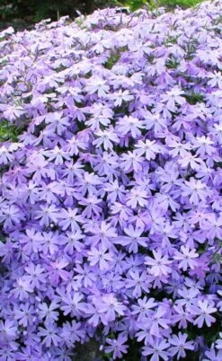 Blue Creeping Phlox - 6 Pack Of 1 Gallon Pots -Exquisite Plants phlox subulata blue creeping 1