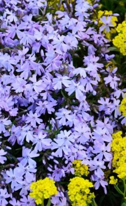 Blue Creeping Phlox - 6 Pack Of 1 Gallon Pots -Exquisite Plants phlox subulata blue creeping 2