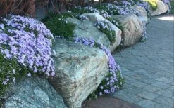 Blue Creeping Phlox - 6 Pack Of 1 Gallon Pots -Exquisite Plants phlox subulata blue creeping 4
