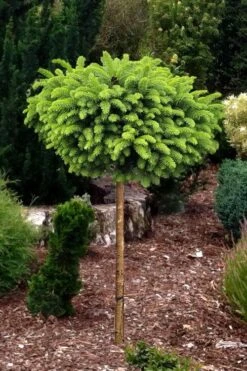 Little Gem Dwarf Norway Spruce Tree (Single Trunk) - 2 Gallon Pot -Exquisite Plants picea abies little gem dwarf norway spruce tree 1
