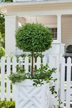 Little Gem Dwarf Norway Spruce Tree (Single Trunk) - 2 Gallon Pot -Exquisite Plants picea abies little gem dwarf norway spruce tree 5