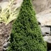 Pixie Miniature Dwarf Alberta Spruce - Quart Pot -Exquisite Plants picea glauca pixie dwarf alberta spruce 2