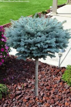 Dwarf Globe Blue Spruce Topiary Tree (Picea Pungens 'Globosa') - 5 Gallon Pot -Exquisite Plants picea pungens glauca globosa dwarf globe colorado blue spruce topiary tree 2