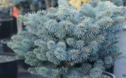 Dwarf Globe Blue Spruce Topiary Tree (Picea Pungens 'Globosa') - 5 Gallon Pot -Exquisite Plants picea pungens globosa dwarf globe blue spruce 2