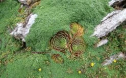 Elfin Creeping Thyme (Thymus Serpyllum 'Elfin') - 5 Pack Of Pint Pots -Exquisite Plants picture creeping thyme elfin 4