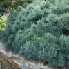 Coney Island White Pine - 2 Gallon Pot -Exquisite Plants pinus strobus coney island white pine 10