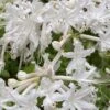 White Alabama Native Azalea (Rhododendron Alabamense) - 3 Gallon Pot -Exquisite Plants rhododendron alabamense alabama native azalea 5