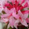 Candy Striper Native Azalea - Rhododendron Canescens - 3 Gallon Pot 2 Candy Striper Native Azalea - Rhododendron Canescens - 3 Gallon Pot -Exquisite Plants rhododendron candy striper native azalea 10