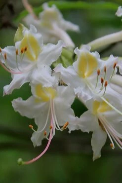 Coleman's Native Azalea (Rhododendron Colemanii 'Multiflora') - 3 Gallon Pot -Exquisite Plants rhododendron colemanii multiflora colemans native azalea 1