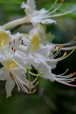 Coleman's Native Azalea (Rhododendron Colemanii 'Multiflora') - 3 Gallon Pot -Exquisite Plants rhododendron colemanii multiflora colemans native azalea 2
