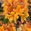 Kate Native Azalea (Rhododendron Hybrid) - 3 Gallon Pot -Exquisite Plants rhododendron kate native azalea 1