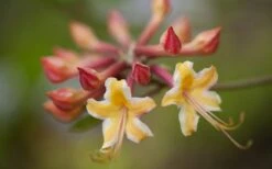 Millie Mac Native Azalea (Rhododendron) - 3 Gallon Pot -Exquisite Plants rhododendron millie mac native azalea 10