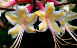 Millie Mac Native Azalea (Rhododendron) - 3 Gallon Pot -Exquisite Plants rhododendron millie mac native azalea 15