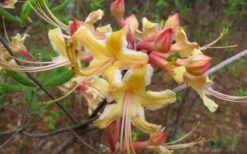 Millie Mac Native Azalea (Rhododendron) - 3 Gallon Pot -Exquisite Plants rhododendron millie mac native azalea 2