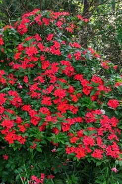 Plum Leaf Native Azalea (Rhododendron Prunifolium) - 3 Gallon Pot 10 Plum Leaf Native Azalea (Rhododendron Prunifolium) - 3 Gallon Pot -Exquisite Plants rhododendron prunifolium plum leaf azalea 5