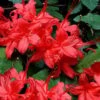 Plum Leaf Native Azalea (Rhododendron Prunifolium) - 3 Gallon Pot -Exquisite Plants rhododendron prunifolium plum leaf azalea 6