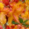 Tallulah Sunrise Native Azalea (Rhododendron) - 1 Gallon Pot -Exquisite Plants rhododendron tallulah sunrise native azalea 100 thumbnail