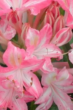 Ribbon Candy Swamp Azalea (Rhododendron Viscosum) - 1 Gallon Pot -Exquisite Plants rhododendron viscosum ribbon candy swamp azalea 1