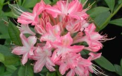 Ribbon Candy Swamp Azalea (Rhododendron Viscosum) - 1 Gallon Pot -Exquisite Plants rhododendron viscosum ribbon candy swamp azalea 3