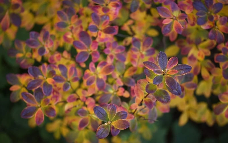 Swamp Azalea (Rhododendron Viscosum) - 1 Gallon Pot 11 Swamp Azalea (Rhododendron Viscosum) - 1 Gallon Pot - Image 9
