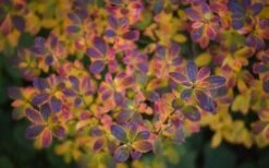 Ribbon Candy Swamp Azalea (Rhododendron Viscosum) - 3 Gallon Pot 13 Ribbon Candy Swamp Azalea (Rhododendron Viscosum) - 3 Gallon Pot -Exquisite Plants rhododendron viscosum swamp azalea 3 2