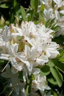 Swamp Azalea (Rhododendron Viscosum) - 1 Gallon Pot 15 Swamp Azalea (Rhododendron Viscosum) - 1 Gallon Pot -Exquisite Plants rhododendron viscosum swamp azalea 5