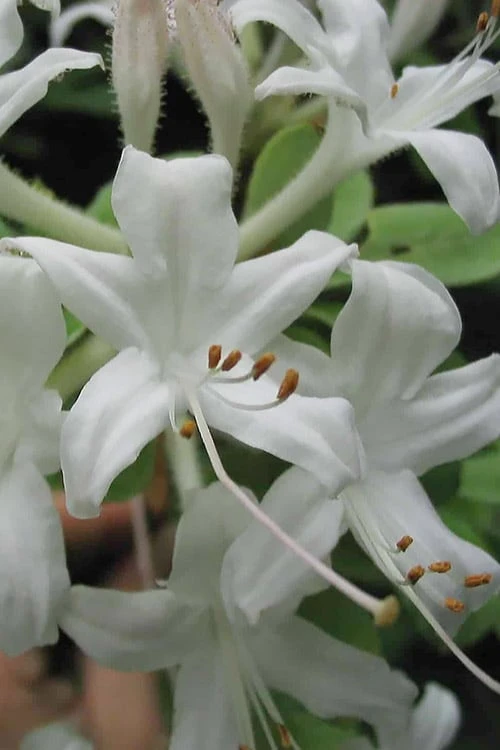 Swamp Azalea (Rhododendron Viscosum) - 1 Gallon Pot 3 Swamp Azalea (Rhododendron Viscosum) - 1 Gallon Pot