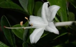 Swamp Azalea (Rhododendron Viscosum) - 1 Gallon Pot 18 Swamp Azalea (Rhododendron Viscosum) - 1 Gallon Pot -Exquisite Plants rhododendron viscosum swamp azalea 8