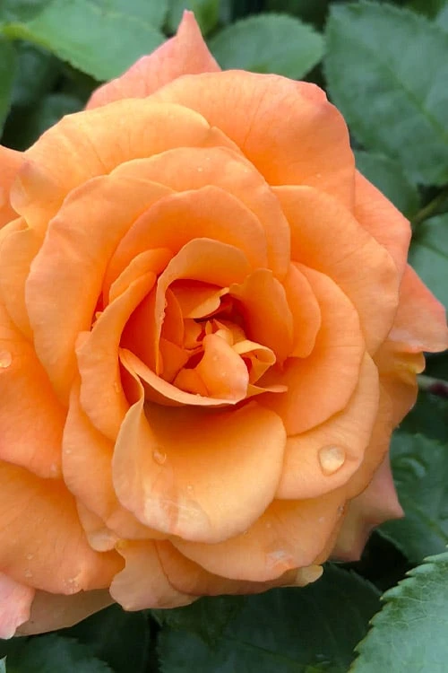 Sunorita Rose - 2 Gallon Pot 3 Sunorita Rose - 2 Gallon Pot