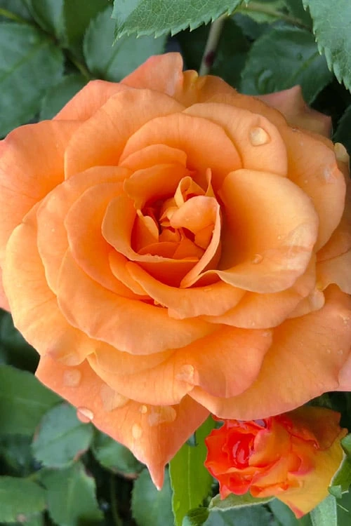 Sunorita Rose - 2 Gallon Pot 6 Sunorita Rose - 2 Gallon Pot - Image 4