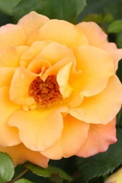 Sunorita Rose - 2 Gallon Pot 12 Sunorita Rose - 2 Gallon Pot -Exquisite Plants rosa sunorita rose 4