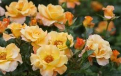 Sunorita Rose - 2 Gallon Pot 13 Sunorita Rose - 2 Gallon Pot -Exquisite Plants rosa sunorita rose 5