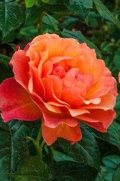 Livin Easy Rose - 3 Gallon Pot 10 Livin Easy Rose - 3 Gallon Pot -Exquisite Plants rose livin easy 22