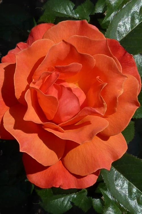 Livin Easy Rose - 3 Gallon Pot 3 Livin Easy Rose - 3 Gallon Pot