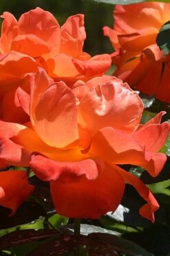 Livin Easy Rose - 3 Gallon Pot 11 Livin Easy Rose - 3 Gallon Pot -Exquisite Plants rose livin easy 26