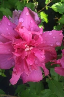 Lucy Rose Of Sharon (Single Trunk Tree) - 7 Gallon Pot (4-5') 12 Lucy Rose Of Sharon (Single Trunk Tree) - 7 Gallon Pot (4-5') -Exquisite Plants rose of sharon lucy 5