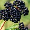Adam's American Elderberry (Sambucus Canadensis) - 1 Gallon Pot 1 Adam's American Elderberry (Sambucus Canadensis) - 1 Gallon Pot -Exquisite Plants sambucus canadensis cadams american elderberry 1