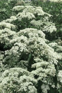 Adam's American Elderberry (Sambucus Canadensis) - 1 Gallon Pot -Exquisite Plants sambucus nigra canadensis common elderberry 7