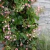 Rose Sensation Pink Climbing Hydrangea Vine - 3 Gallon Pot 1 Rose Sensation Pink Climbing Hydrangea Vine - 3 Gallon Pot -Exquisite Plants schizophragma hydrangeoides rose sensation climbing hydrangea 101