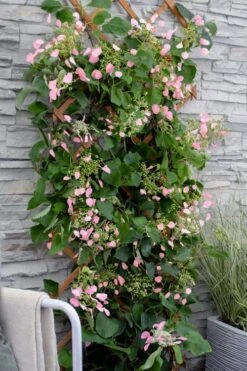 Rose Sensation Pink Climbing Hydrangea Vine - 3 Gallon Pot -Exquisite Plants schizophragma hydrangeoides rose sensation climbing hydrangea 102