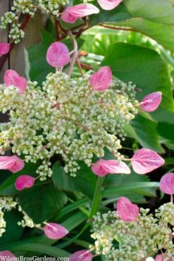 Rose Sensation Pink Climbing Hydrangea Vine - 3 Gallon Pot -Exquisite Plants schizophragma hydrangeoides rose sensation climbing hydrangea 105