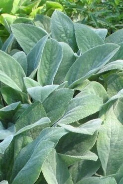 Helen Von Stein Lambs Ears (Big Ears) - 1 Gallon Pot -Exquisite Plants stachys byzantina helen von stein lambs ear 103