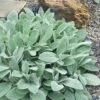 Helen Von Stein Lambs Ears (Big Ears) - 1 Gallon Pot