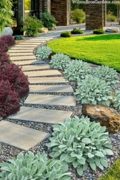 Helen Von Stein Lambs Ears (Big Ears) - 1 Gallon Pot -Exquisite Plants stachys byzantina helen von stein lambs ear 111