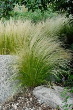 Pony Tails Mexican Feather Grass (Stipa Tennuissima) - 5 Pack Of Quart Pots -Exquisite Plants stipa tenuissima ponytails mexican feather grass 107