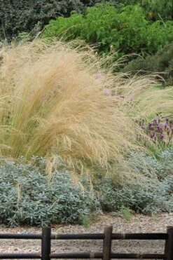 Pony Tails Mexican Feather Grass (Stipa Tennuissima) - 5 Pack Of Quart Pots -Exquisite Plants stipa tenuissima ponytails mexican feather grass 117
