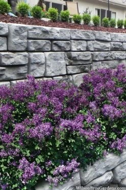 Bloomerang Dark Purple Lilac - 5 Pack Of Quart Pots -Exquisite Plants syringa bloomerang dark purple lilac 22