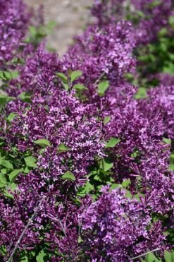 Bloomerang Dark Purple Lilac - 5 Pack Of Quart Pots -Exquisite Plants syringa bloomerang dark purple lilac 23