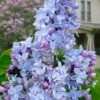 President Grevy French Lilac (Syringa) - 1 Gallon Pot -Exquisite Plants syringa vulgaris president grevy lilac 7